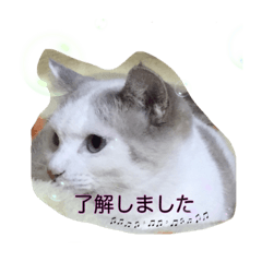 [LINEスタンプ] ノラの昼寝