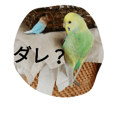 [LINEスタンプ] 僕の鳥