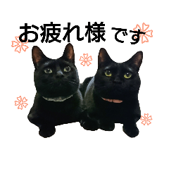 [LINEスタンプ] 黒猫兄弟 そらりく 敬語ver.