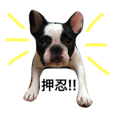 [LINEスタンプ] ミシェルdeスタンプ