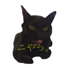 [LINEスタンプ] black cat everyday