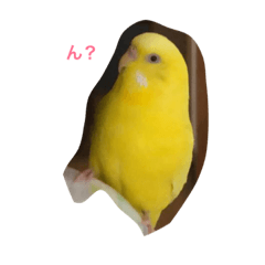 [LINEスタンプ] セキセイインコのぴーちゃん2