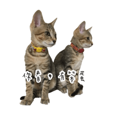 [LINEスタンプ] chiuans cute cats