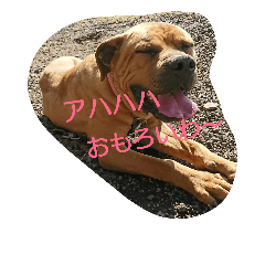 [LINEスタンプ] 土佐犬ちいちゃん