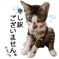 [LINEスタンプ] Protective cats everyday