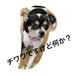 [LINEスタンプ] My dog,Kurata