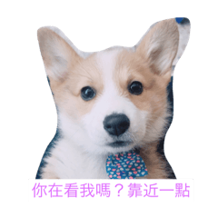 [LINEスタンプ] dog cute dog funny