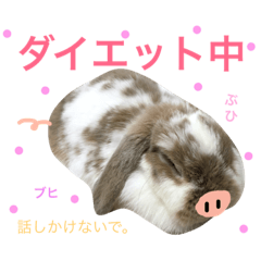 [LINEスタンプ] うさぎのわかめちゃん