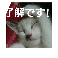 [LINEスタンプ] 猫 シラタマちゃん5
