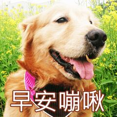 [LINEスタンプ] Golden Retriever Bonjour