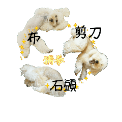 [LINEスタンプ] おうちプードルの中国語繁体でジャン犬ポンの画像（メイン）