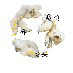 [LINEスタンプ] おうちプードルの中国語簡体でジャン犬ポンの画像（メイン）