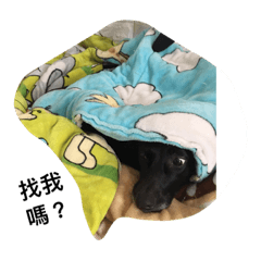 [LINEスタンプ] Taiwan 1dog