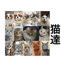 [LINEスタンプ] 気ままな猫達の名前