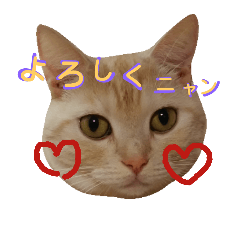 [LINEスタンプ] 猫の休日。