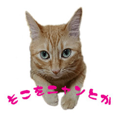 [LINEスタンプ] にゃんこのお話