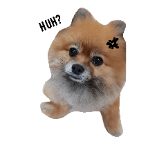 [LINEスタンプ] QD the pom