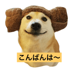 [LINEスタンプ] 柴犬こなつさん 3