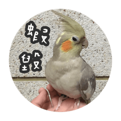 [LINEスタンプ] Abby with cockatiels