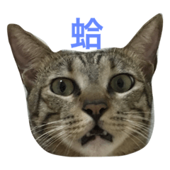 [LINEスタンプ] Funny Cat DiDi