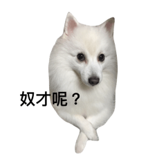 [LINEスタンプ] Japanese Spitz Jordan