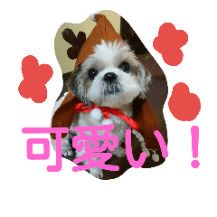 [LINEスタンプ] シーズー犬 ココの日常3