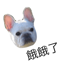 [LINEスタンプ] cut dogs！