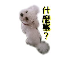 [LINEスタンプ] dog mai＆di