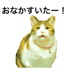 [LINEスタンプ] 愉快な人間と猫たち 2