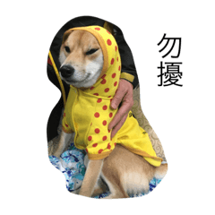 [LINEスタンプ] Cute dog__guai