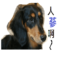 [LINEスタンプ] My Dachshund Sausage Dog