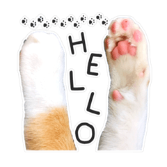 [LINEスタンプ] meow meow kitty cat