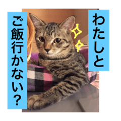 [LINEスタンプ] 可愛い猫たーちー