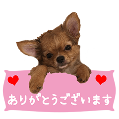 [LINEスタンプ] チワワのクゥちゃん