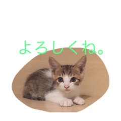 [LINEスタンプ] うにまる 3