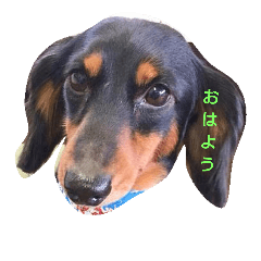 [LINEスタンプ] 我が家の愛犬りぶ