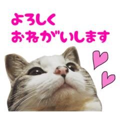 [LINEスタンプ] 猫のニコちゃん☺︎