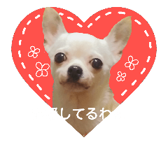 [LINEスタンプ] 優しい毎日 チワワと一緒 2