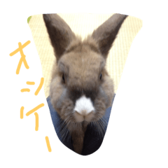 [LINEスタンプ] うさぎさま