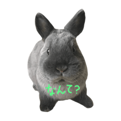 [LINEスタンプ] RANMARU- rabbit.2