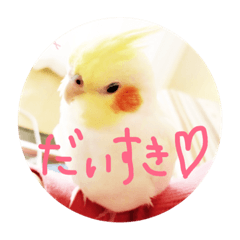 [LINEスタンプ] オカメインコのピヨ彦とこじろさん