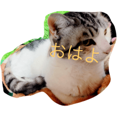 [LINEスタンプ] 飼い猫のミルクさんと野良猫