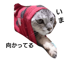 [LINEスタンプ] 猫じろう