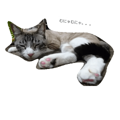 [LINEスタンプ] ぼ く の きもち