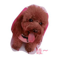 [LINEスタンプ] Have a dog