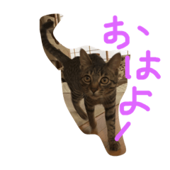 [LINEスタンプ] catmeru