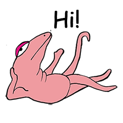 [LINEスタンプ] Hi ！ A Fu