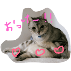 [LINEスタンプ] ねこず2