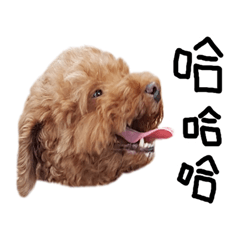 [LINEスタンプ] poodle - dog's life