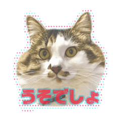 [LINEスタンプ] ねこのシンプルことばスタンプ